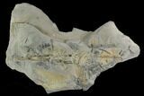 Pennsylvanian Fossil Plant (Alethopteris & Annularia) Plate #126331-1